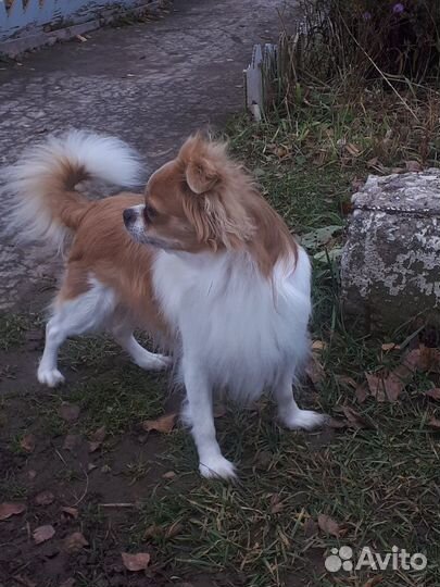 Чихуахуа вязка