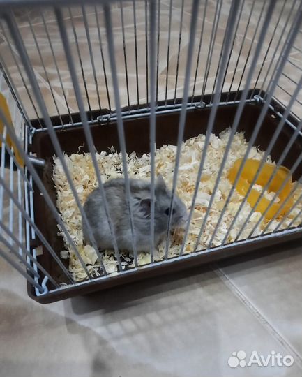 Джунгарский хомяк с клеткой