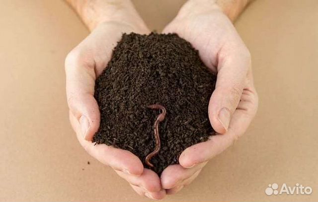 Биогумус (вермикомпост, гумус)