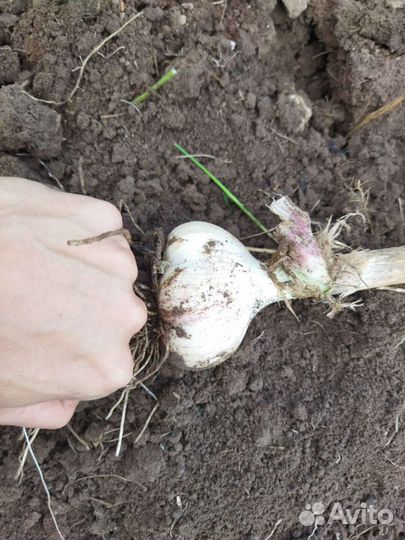 Озимый чеснок 20 сортов. Шадейка,Любаша