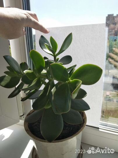 Толтсянка большая укорененные ростки