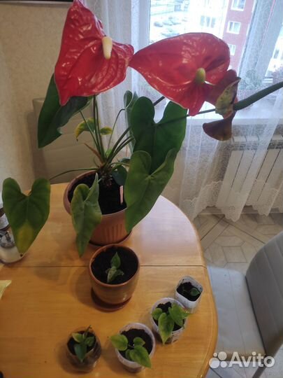 Антуриум цветок продам