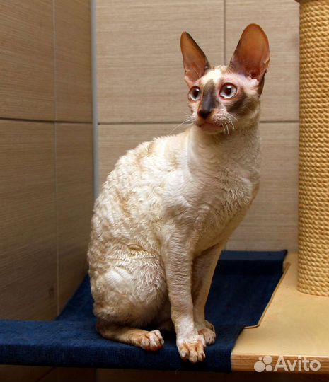 Котята корниш рекс