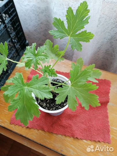 Герань пеларгония душиствя