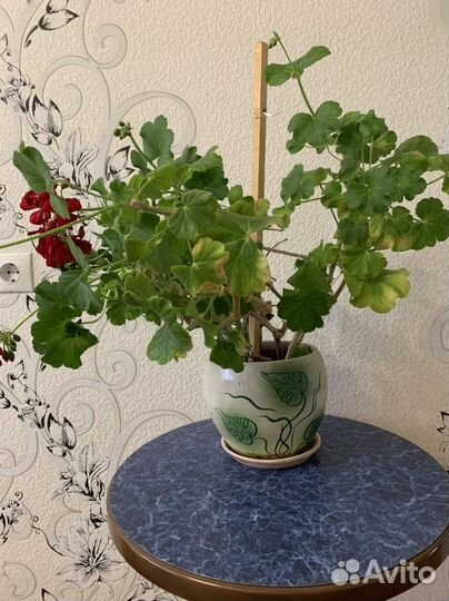 Пеларгония герань в горшке