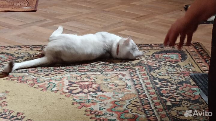 Кошки в добрые руки бесплатно