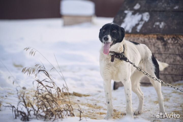 Ириска ищет добрую семью