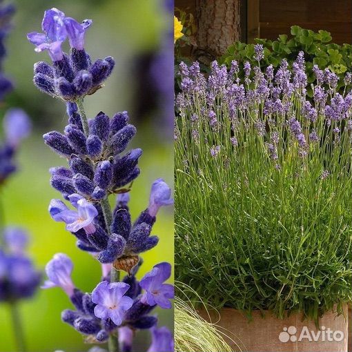 Лаванда морозостойкая 