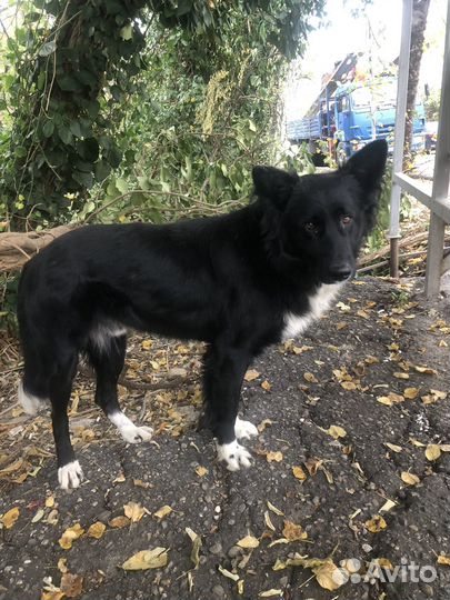 Собака в добрые руки Бордер колли