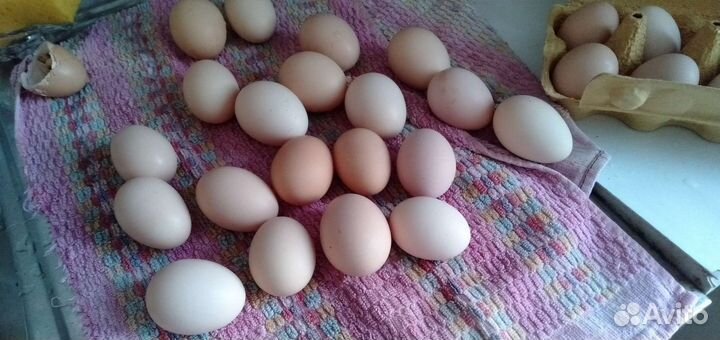 Домашние куриные яйца