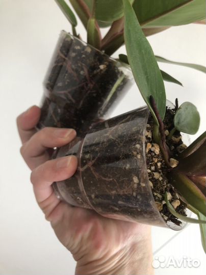 Филодендроны