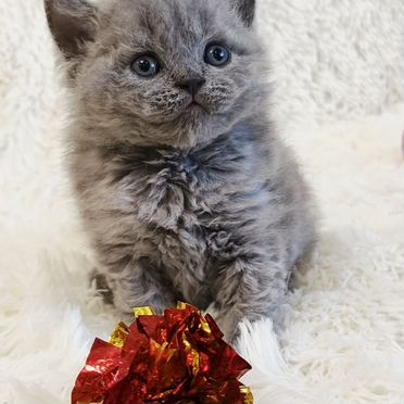 Селкирк-рекс короткошёрстный котёнок