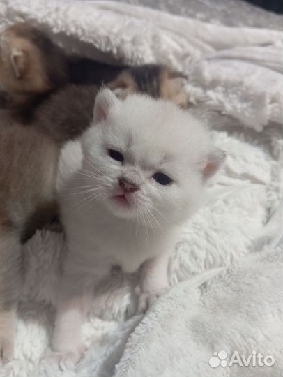 Шотландская