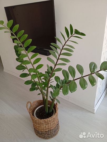 Замиокулькас