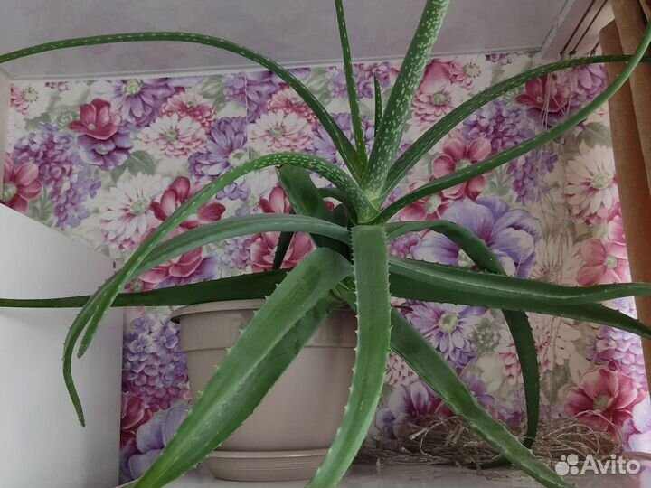 Декабристы,алоэ,розан,денежное дерево