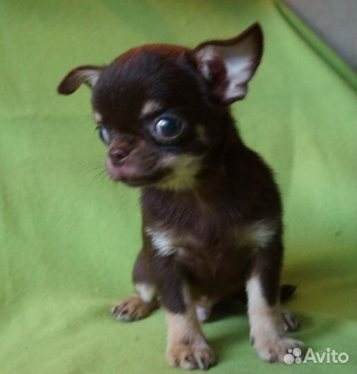 Мальчик шоколадно-подпалый