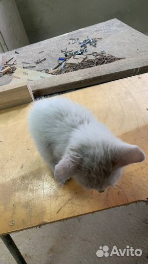 Кошка (отдам в добрые руки)