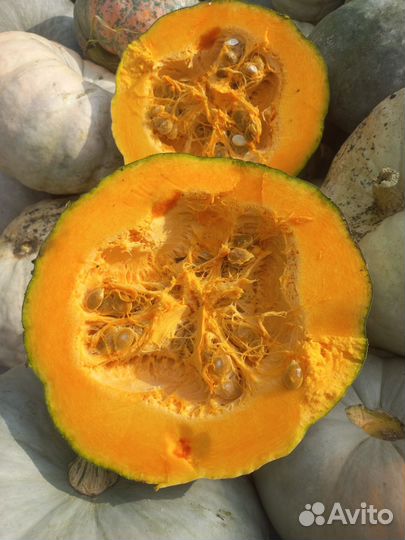 Тыква сладкая