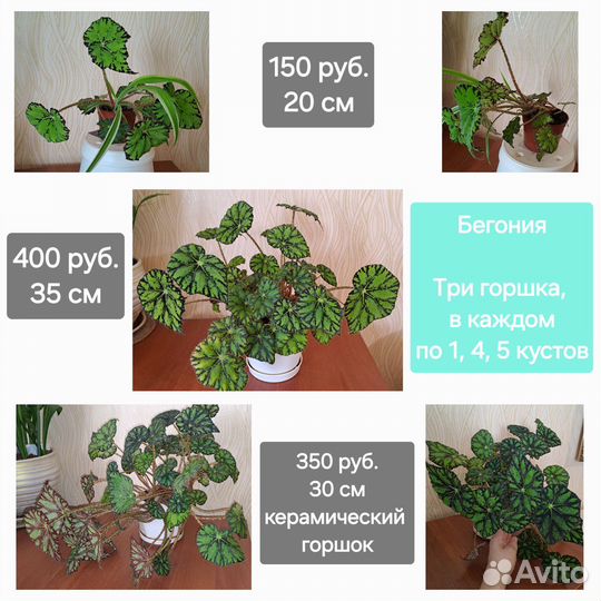 Бегония тигровая