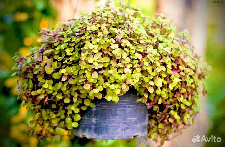 Растения для быстрого озеленения