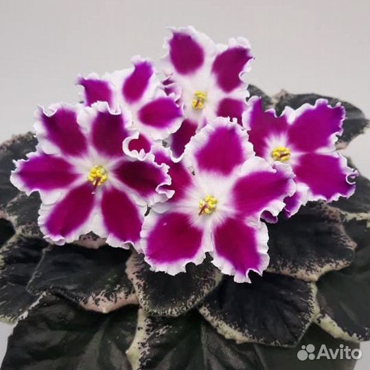 Фиалки сортовые