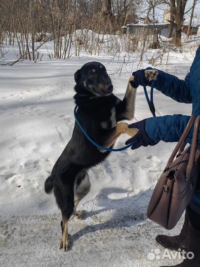 Собака в добрые руки