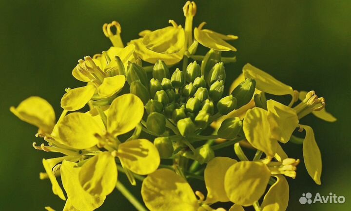 Семена Горчицы Желтой (Сарептской) оптом