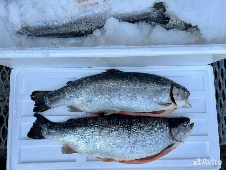 Форель Турция Оптом