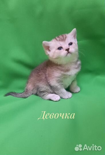 Шотландские котята