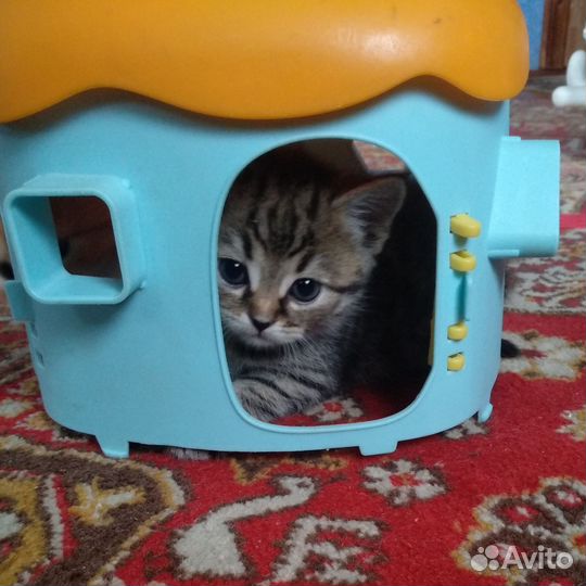 Кошки в добрые руки