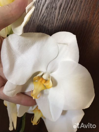 Орхидея фаленопсис