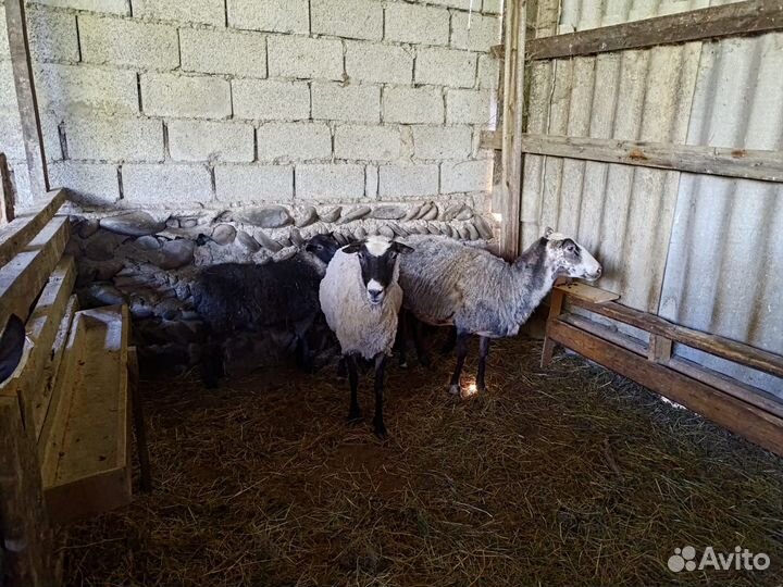 Овцы бараны ягнята