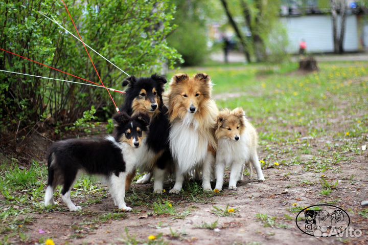 Шелти мини колли