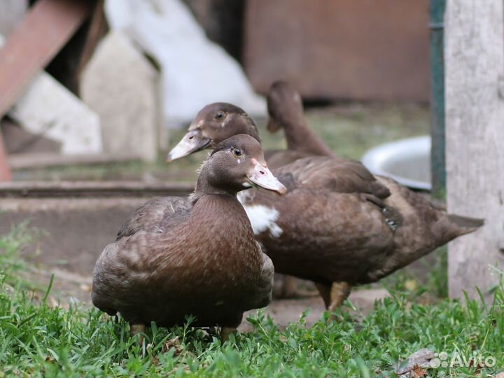 Мускусные утки