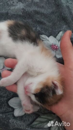 Котята
