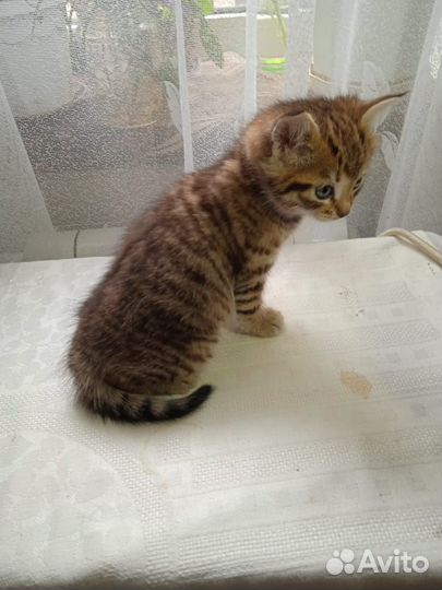 Европейская