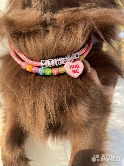 Ошейник для собак