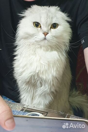 Шотландская