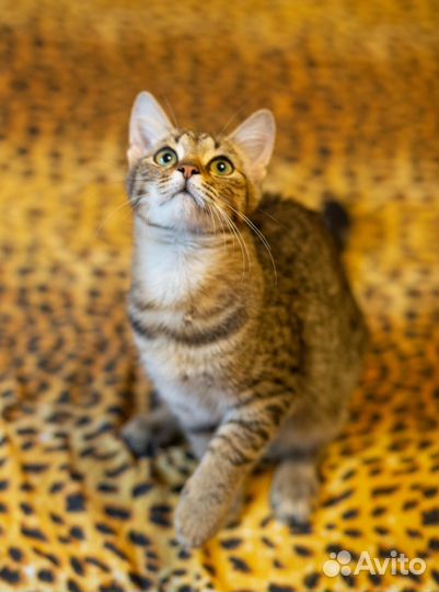 Котенок Камыш