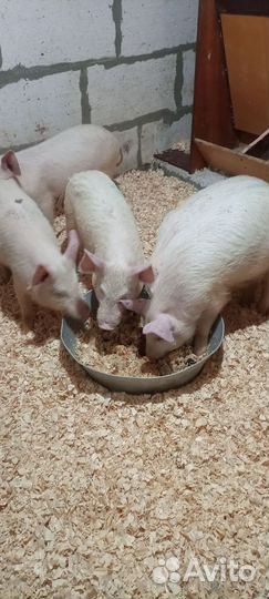 Поросята Дюрок