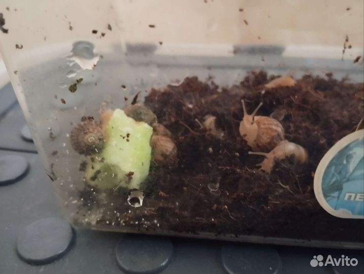 Улитята ахатины