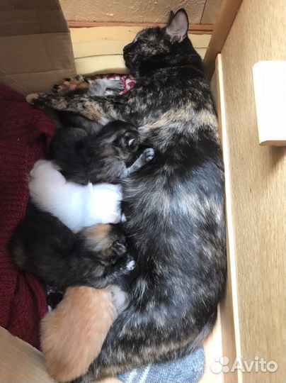 Котята бесплатно