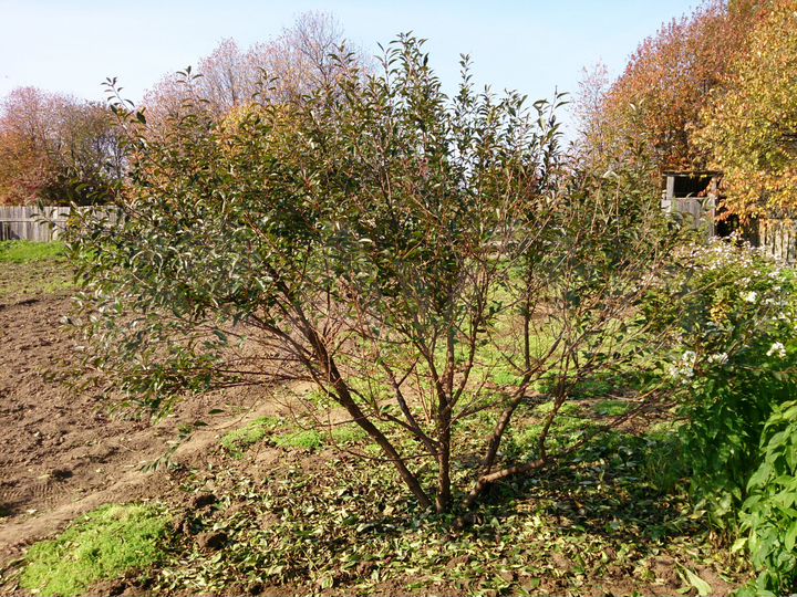 Участок 15 сот. (ИЖС)