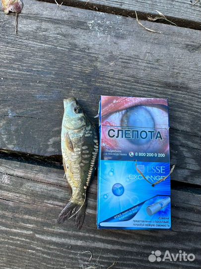 Малек белого Амура и карпа рыба для пруда