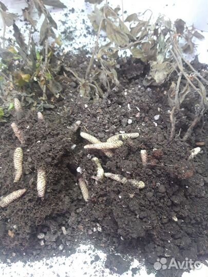 Ризомы ахименесов