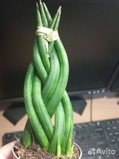 Сортовые сансивиерии