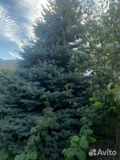 Ель голубая, растущая красавица