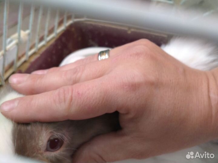 Кролик с клеткой