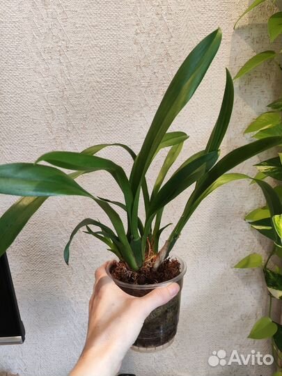 Орхидея брассия