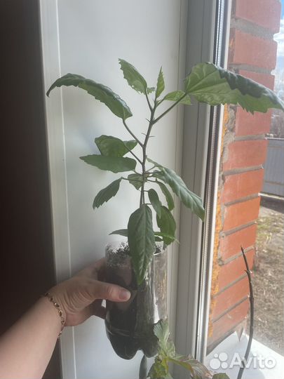 Гибискус (китайская роза)